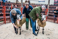 Longtown Ram Fair-23
